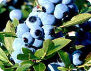 10 - 4 Year Old BlueRay Blueberry Bushes